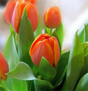 Тюльпаны голландские к 8 марта
