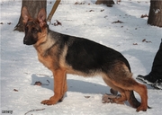 Красавцы немчерята на продажу