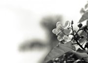 ПРОДАМ ДАЧУ. С/O *АЛМА*