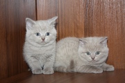 Продам котят Британской короткошерстной породы в Алматы