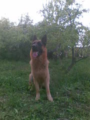 кобель немецкой овчарки ищет подругу
