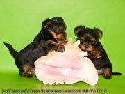 Продам,  щенков не дорого элитных,  красивых