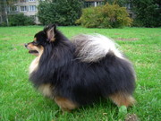 Немецкий шпиц