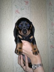 Щенки таксы стандартной черно-подпалой. С отличной родословной.  