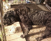 Продам собаку. Породы Русский Терьер (Собака Сталина)