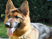 Кобель немецкой овчарки для вязки. НЕДОРОГО 87073834543