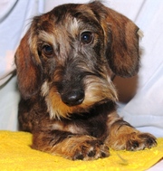 Продаются щенки таксы миниатюрной и кроличьей из питомника РКФ.