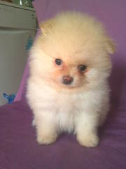 шеночки померанского шпица