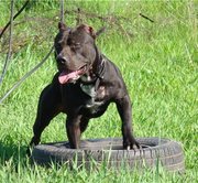 Американского питбультерьера щенки 