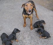Породистые Щенки Немецкого ягдтерьера