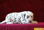 Super Щеночки далматина