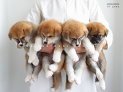 щенки японской акита-ину