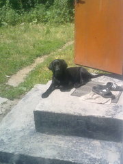 Лабрадор Ретривер