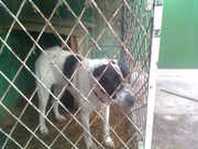 Собака,  продам,  Герта