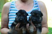 Продам чистокровных щенков немецкой овчарки!