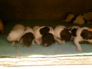 Красивые щенята   в хорошие,  добрые руки!Почти в дар!