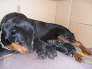 Продажа щенков Ротвейлера