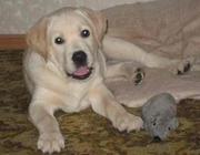 продаю щенка,  очень милый  и умный пес