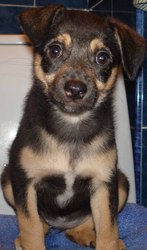 Щенок ищет доброго хозяина