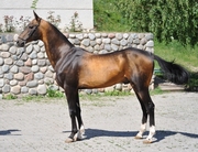 Лошадей ахалтекинской породы