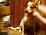 Даром в хорошие руки!