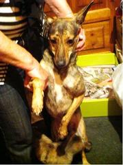 Даром в хорошие руки, в частный дом!