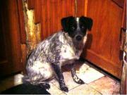 в хорошие руки собачка!