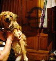 Хорошая собачка ждёт своего хозяина.