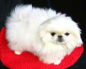 продам Мини-Пекинеса девочку,  Алматы