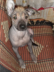 ОТДАМ В ХОРОШИЕ РУКИ СОБАКУ 