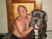 Мастино наполетано