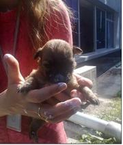 Отдам в добрые руки!