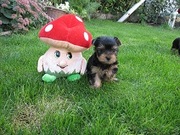 продам йорка