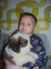 Продам щенков Московской Сторожевой Овчарки 