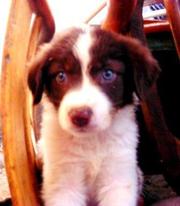 Животные с передержек--ищут дом!!!