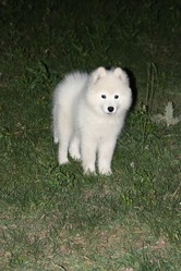 Продам щенка самоедской лайки