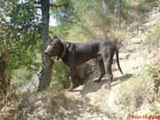 Вязка,  Кобель,  Питбультерьер,  Pitbull,  Ahilles