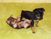 Продам щенков русского той-терьера в Алматы.