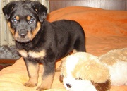 Продам щенка ротвейлера