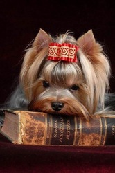 Продажа Йоркширского терьера