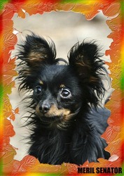 ТОЙ-ТЕРЬЕРЫ ИЗ ПИТОМНИКА МЕРИЛ СЕНАТОР