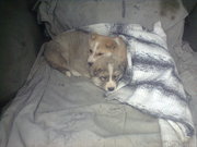 Продам щенков алабая 