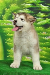 Аляскинский маламут. щенки