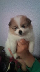 Немецкий малый шпиц