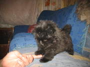 продам щенка  карликового  шпица. мальчик 2 месяца 