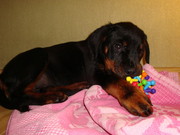 щенка ротвейлера