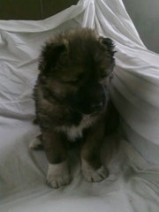 кавказская овчарка с родословной