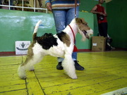 Фокстерьера  щенки гладкого и жш