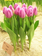 Голландские сорта тюльпанов к 8 Марта!