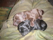 лабрадор-ретривер лучший друг